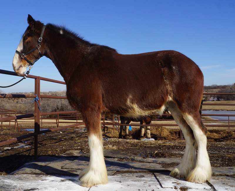 how much does it cost to buy a clydesdale horse